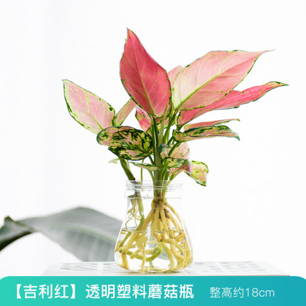 2021年1月12日更新【万能白菜价】的图片 第22张