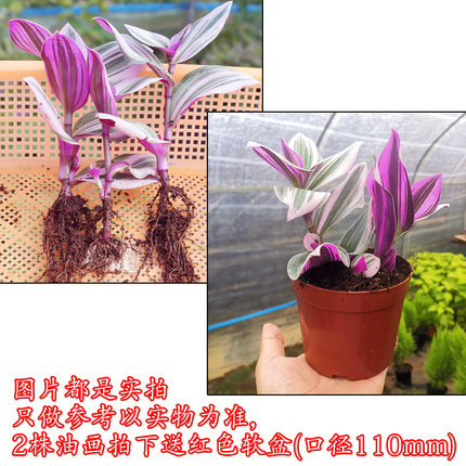 2020年11月18日更新【万能白菜价】的图片 第65张
