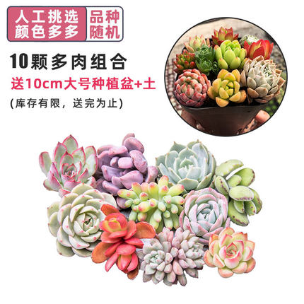 2020年7月7日更新【万能白菜价】的图片 第115张
