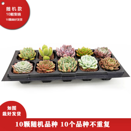 2021年2月20日更新【万能白菜价】的图片 第167张