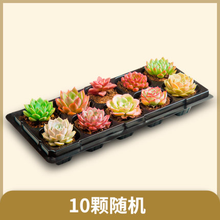 2021年3月2日更新【万能白菜价】的图片 第102张